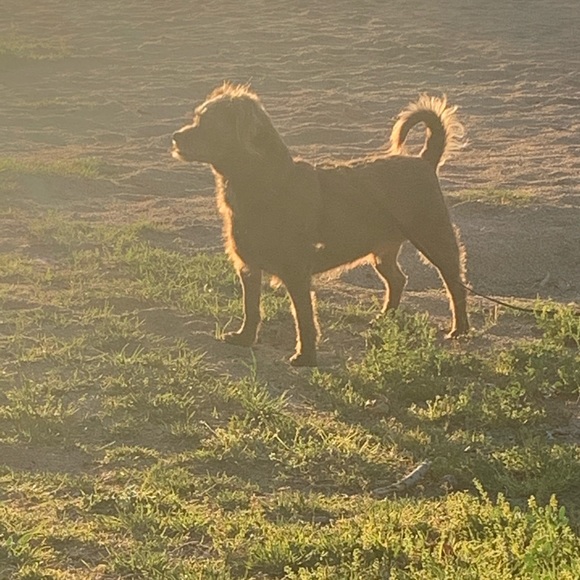 Epic Frocks & Pups! Life’s Joys!♥️👗🐾🐶♥️ - Picture 3 of 4